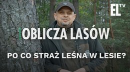 Po co Straż Leśna w lesie | Oblicza lasów #62